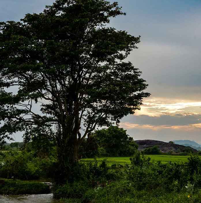 Paddy field and nature.