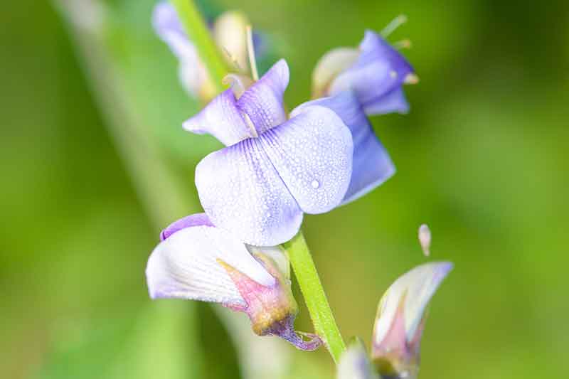 Orchids